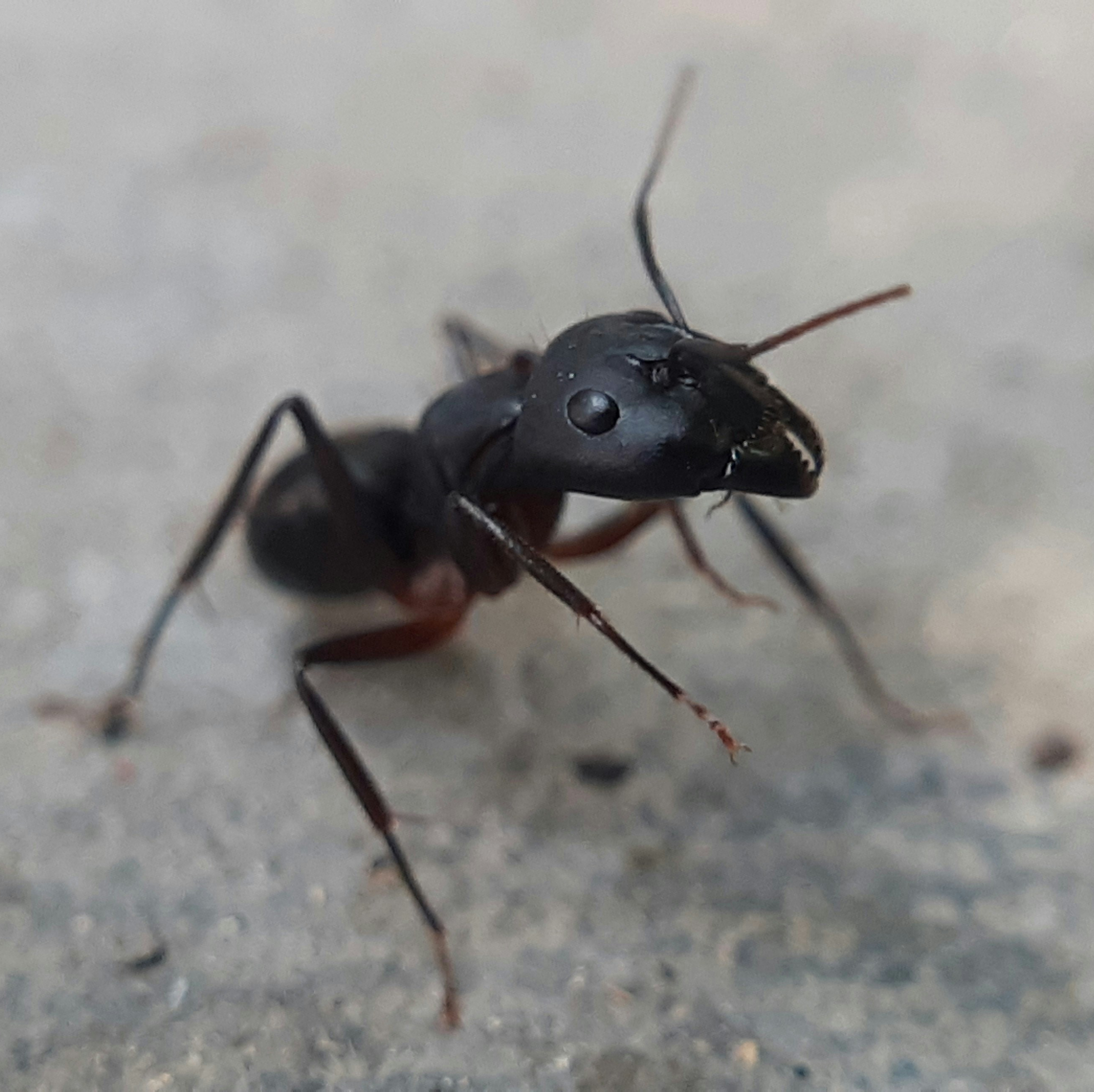 Carpenter Ants
