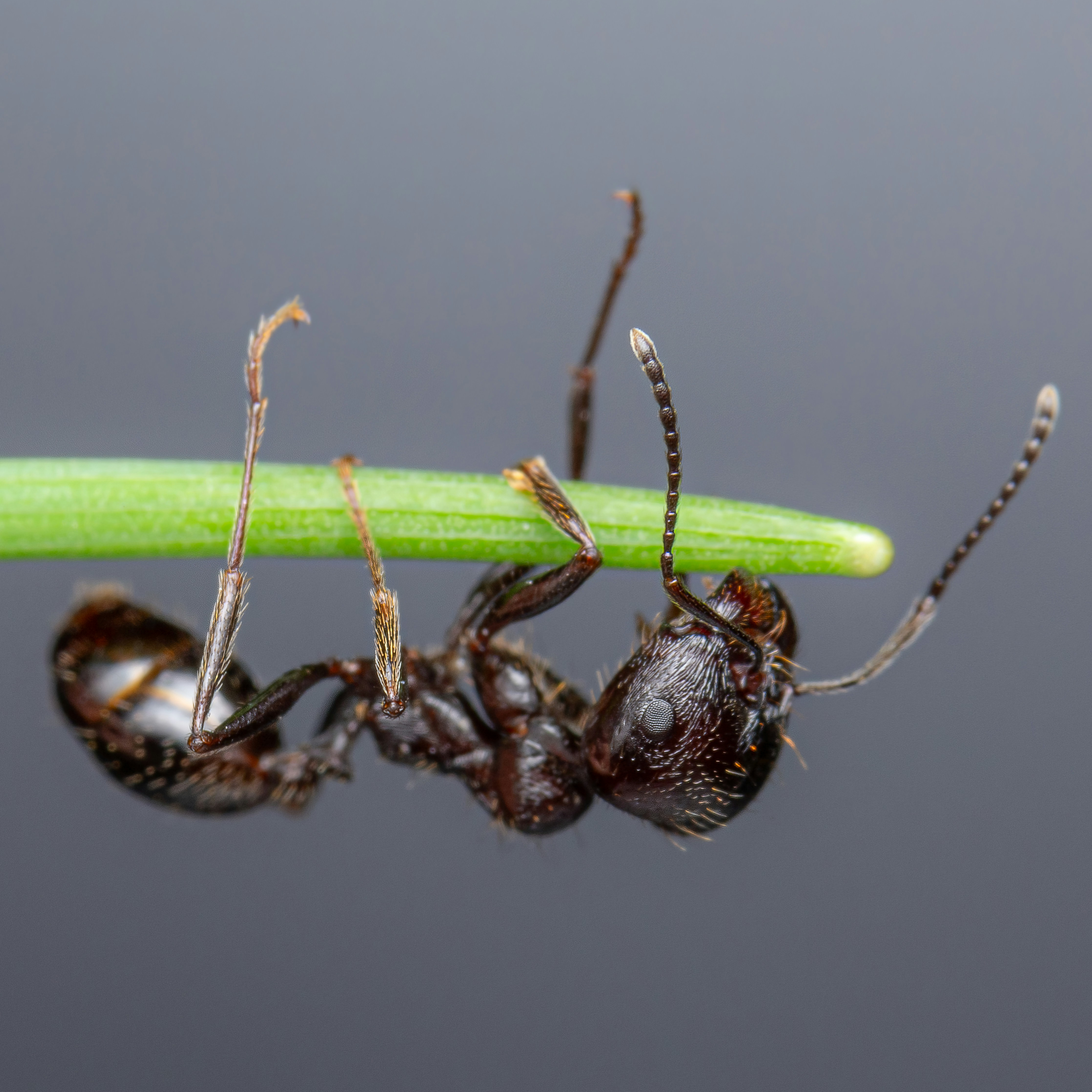 Odorous House Ants