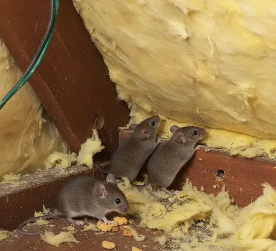 House Mice