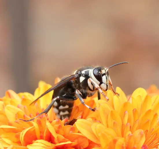 Bald-Faced Hornets