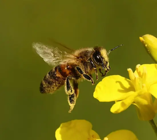 Protected honeybee grazing blooming flower