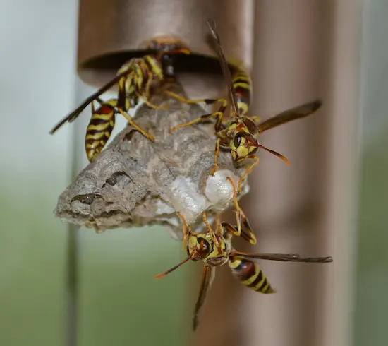 Aggressive paper wasps building nest on water spout