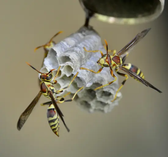 Paper Wasps